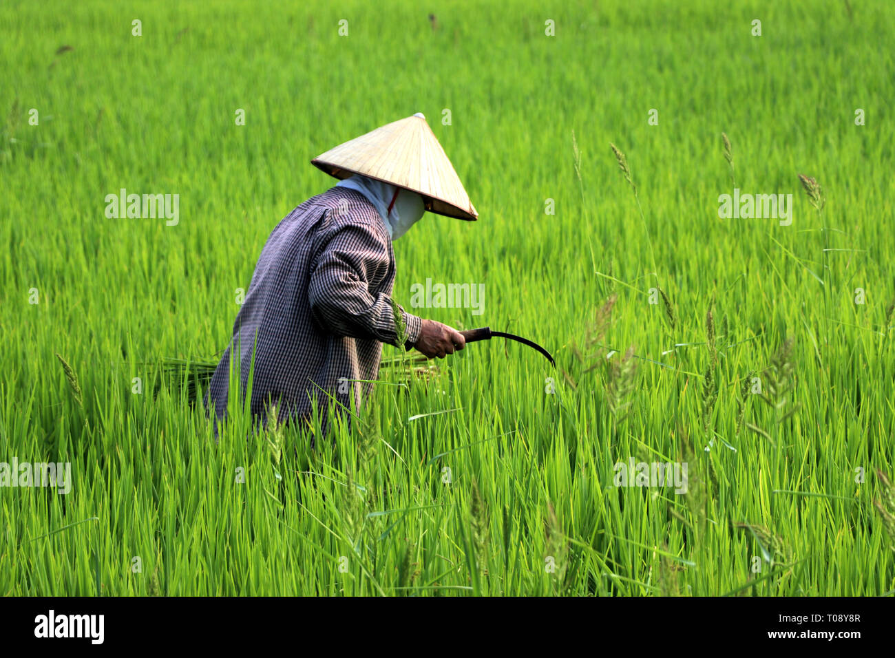 Agriculteur à la récolte du riz en Asie - Viêt Nam Banque D'Images