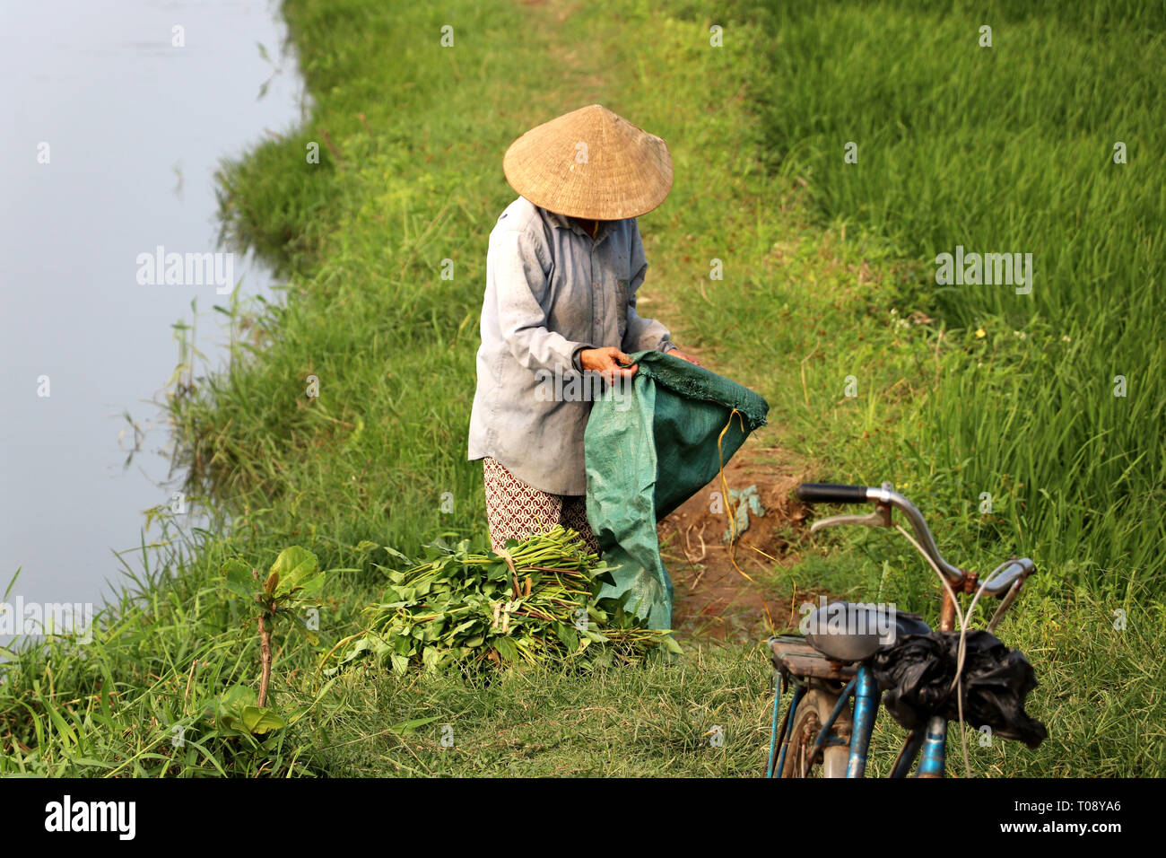 Agriculteur à la récolte du riz en Asie - Viêt Nam Banque D'Images