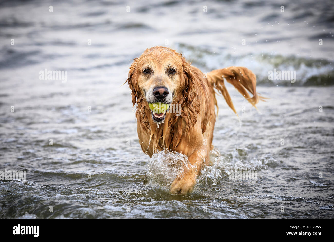 Golden Retriever dog de l'extraction d'une balle, le lac Winnipeg, Manitoba, Canada. Banque D'Images