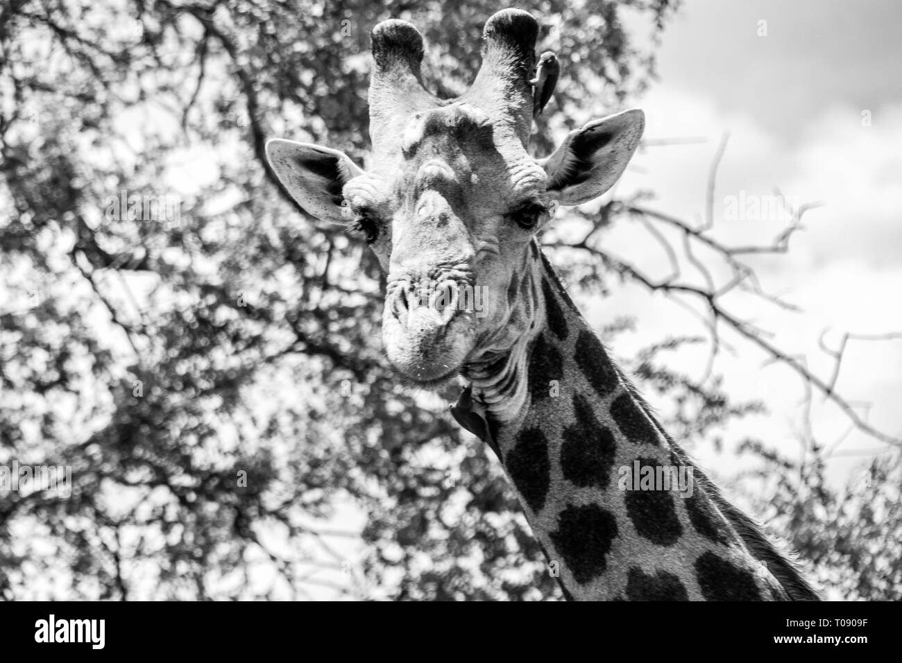 Cute Giraffe walking autour en Afrique du Sud Banque D'Images