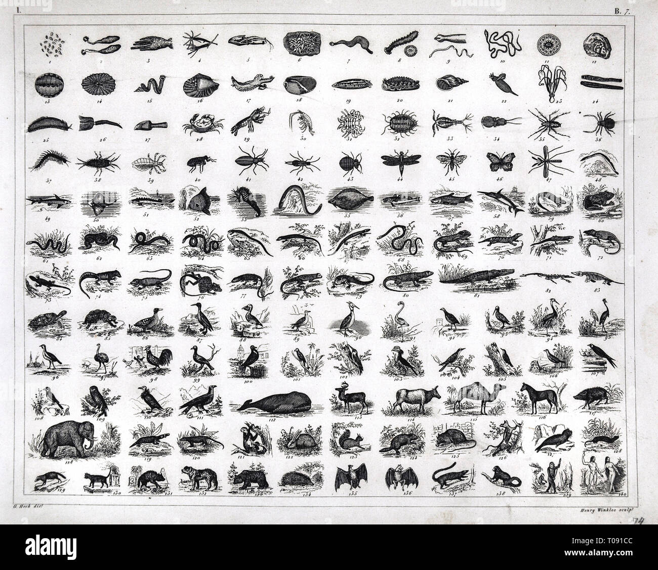 Les photos 1849 Imprimer Atlas Graphique Évolution des espèces Animal Kingdom Banque D'Images