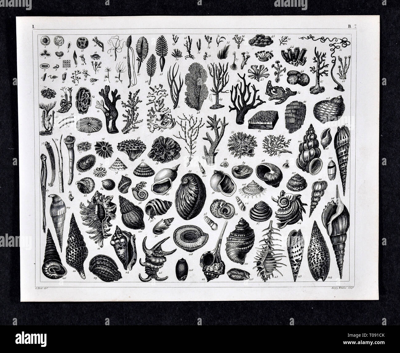 1849 Les photos de l'Atlas imprimer divers coquillages, escargots et types de corail Banque D'Images