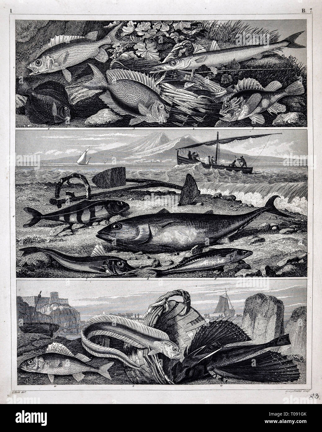 Les photos 1849 Imprimer zoologique de diverses espèces de poissons Banque D'Images