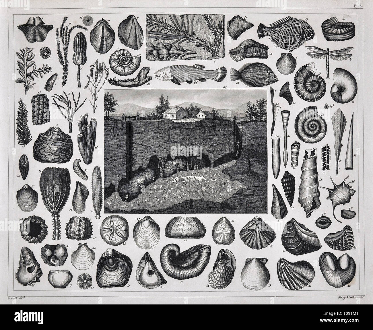 Les photos 1849 Imprimer - Atlas des fossiles préhistoriques de divers coquillages du Précambrien, poissons, coraux et une vue d'une grotte fossile Banque D'Images