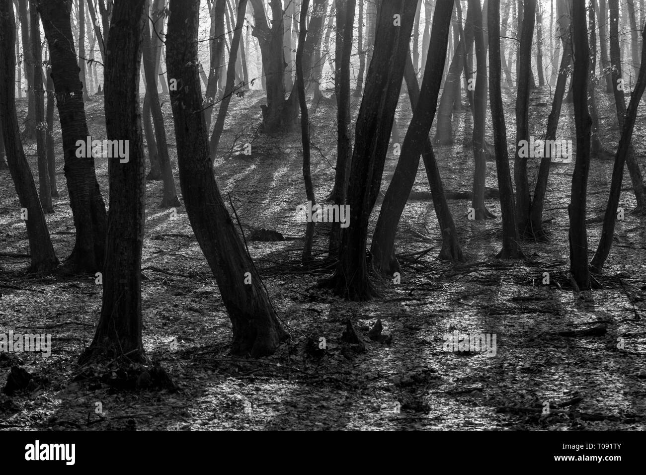 Lah Baciu - Forêt Forêt hantée du monde avec une réputation d'activité paranormale intense de nombreux événements et inexpliqués. L'intérieur lah Baciu Haunt Banque D'Images