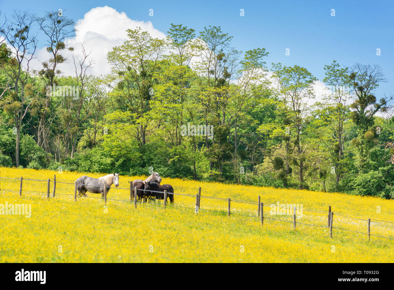 Les chevaux percherons dans un champ de fleurs sauvages jaune dans la province du Perche, France Banque D'Images
