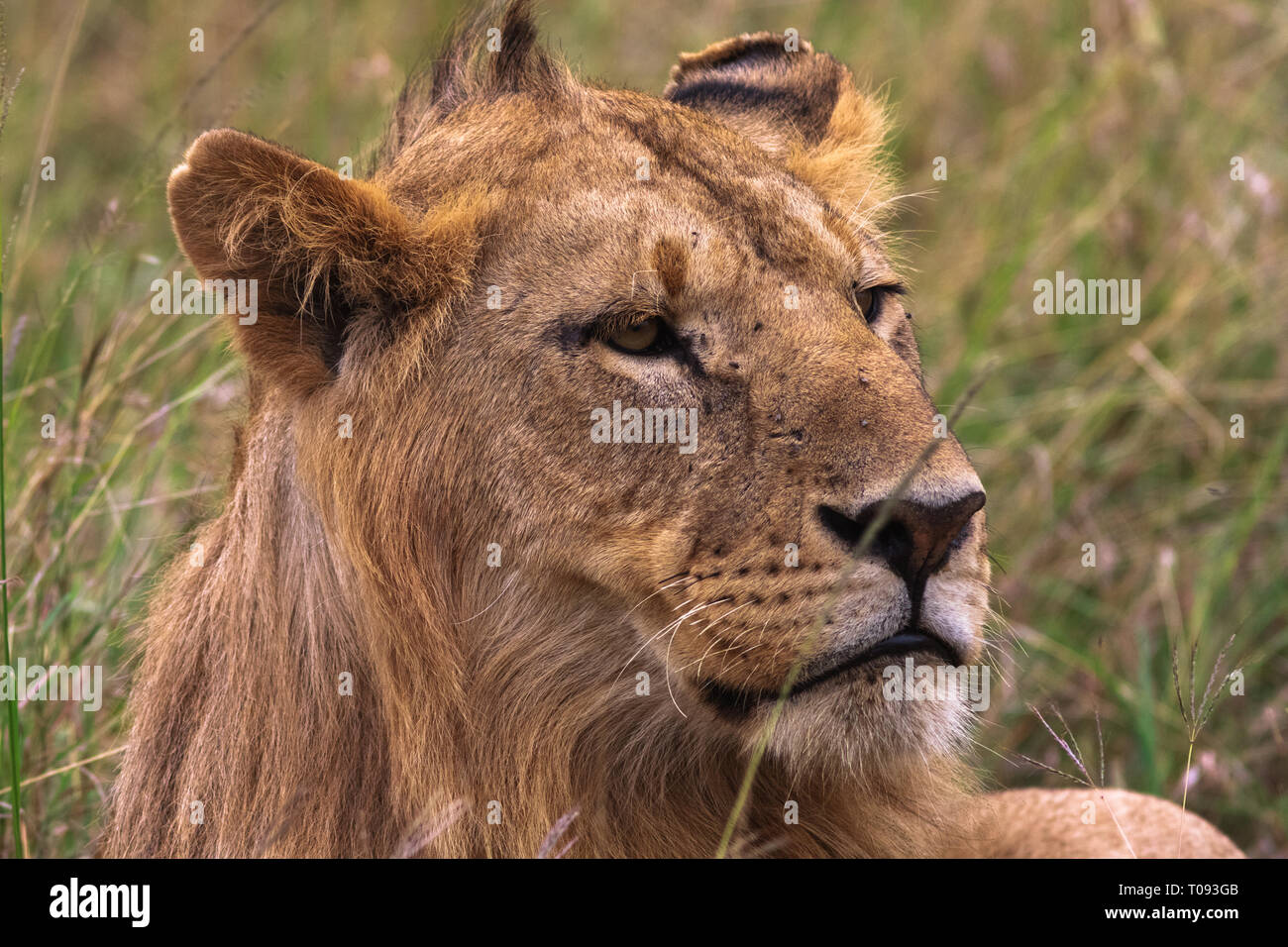 Tête d'un jeune lion. Futur roi. Le Kenya, l'Afrique Banque D'Images