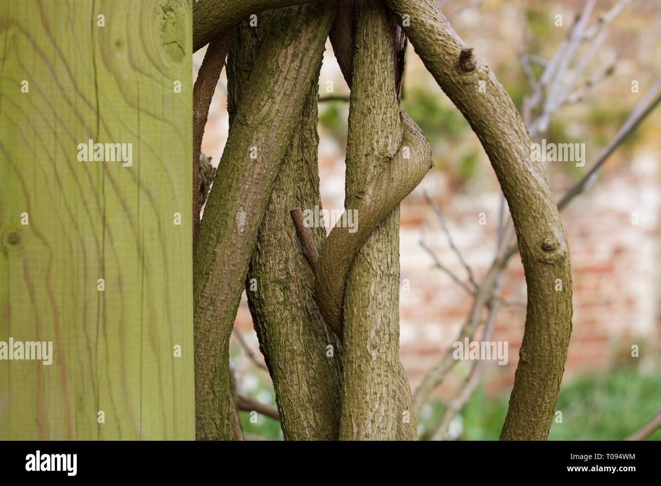 Pilier vert moussu avec twisted branches grimpeur à l'autre Banque D'Images