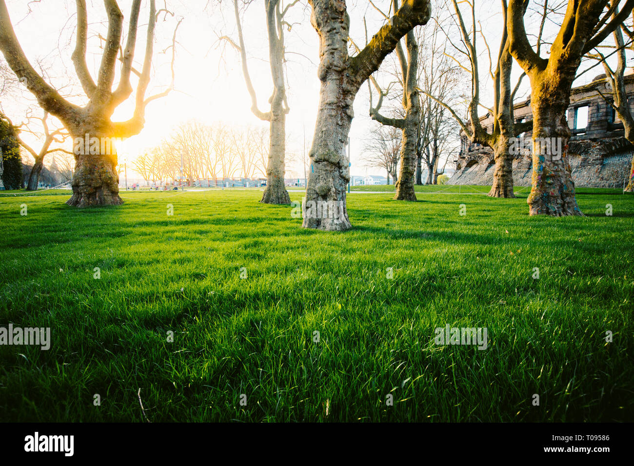 Vue panoramique grand angle faible d'une rangée de vieux arbres avec de l'herbe verte dans un parc public allumé dans la belle lumière du soir d'or du su Banque D'Images