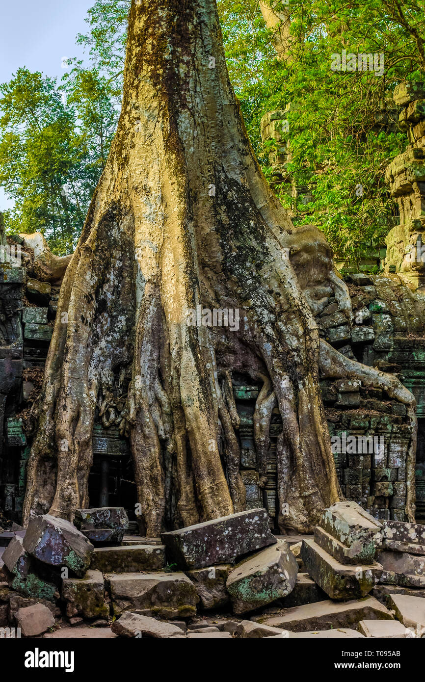 Les racines des arbres couvrant une galerie aux 12thC Ta Prohm temple Khmer, un 'Emplacement' film Tomb Raider. Angkor, Siem Reap, Cambodge. Banque D'Images