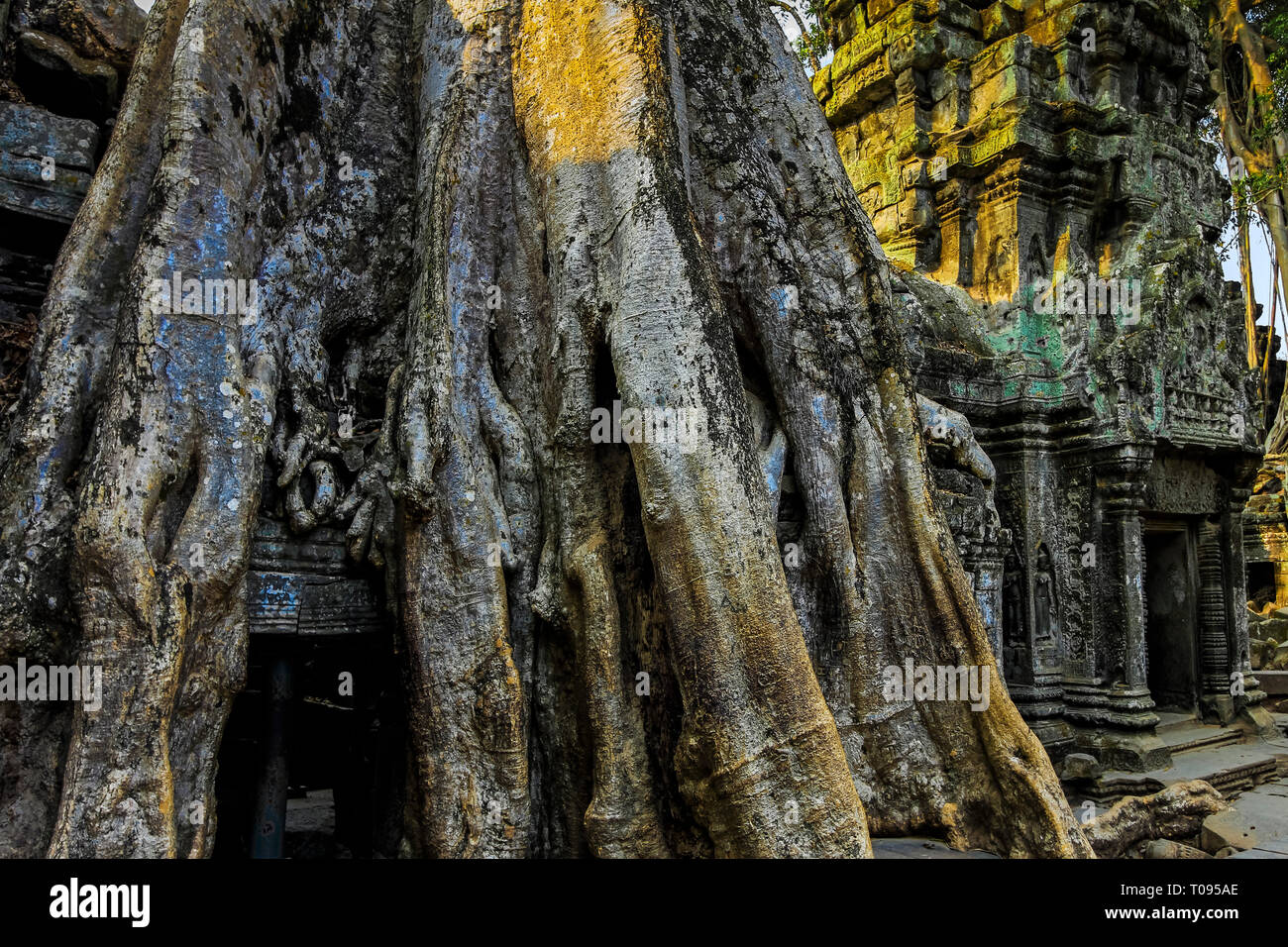Les racines des arbres couvrant une galerie aux 12thC Ta Prohm temple Khmer, un 'Emplacement' film Tomb Raider. Angkor, Siem Reap, Cambodge. Banque D'Images