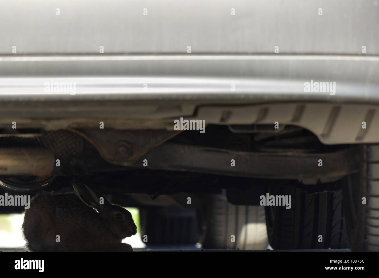 Silhouette d'un lièvre sauvage européenne qui ont trouvé un abri sous un camouflage de la voiture en milieu urbain l'aire de stationnement. Knivsta, Sweden. Banque D'Images