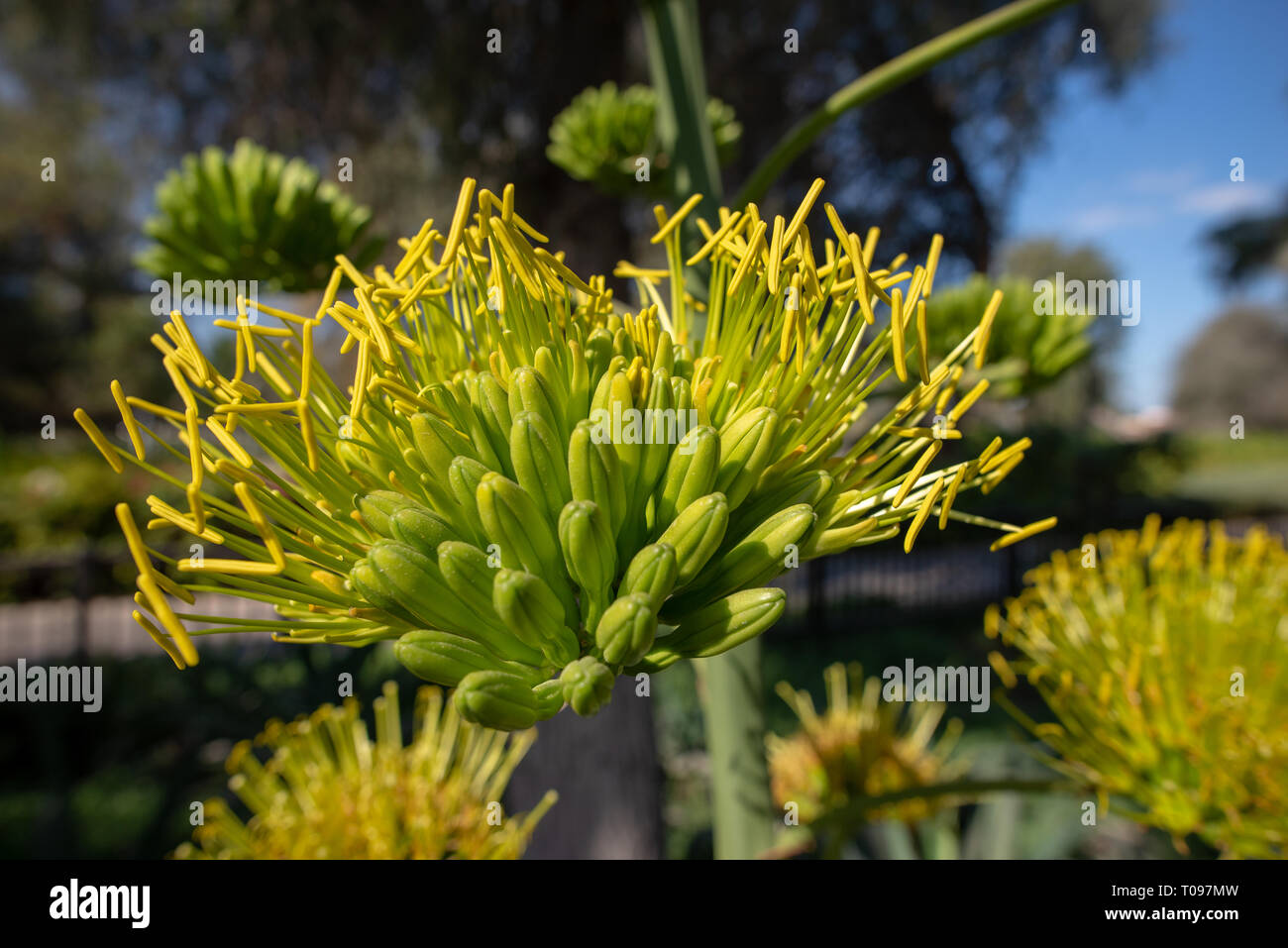 Gros plan sur une fleur jaune agave avec l'arrière-plan flou, Umm Al Emarat Park, Abu Dhabi, Émirats Arabes Unis Banque D'Images
