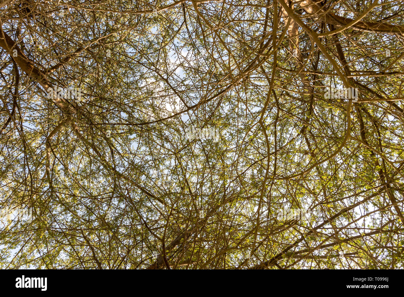 Ciel vu à travers les branches et le feuillage acacia mince, Umm Al Emarat Park, Abu Dhabi, Émirats Arabes Unis Banque D'Images