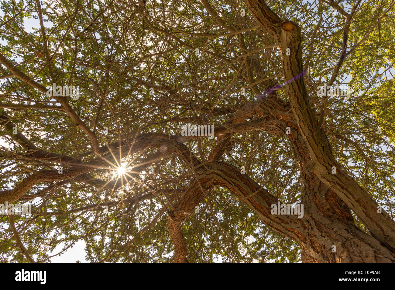 Ciel, soleil et rayons de soleil, vu à travers les branches d'acacia, Abu Dhabi, Umm Al Emarat Park, Abu Dhabi, Émirats Arabes Unis Banque D'Images