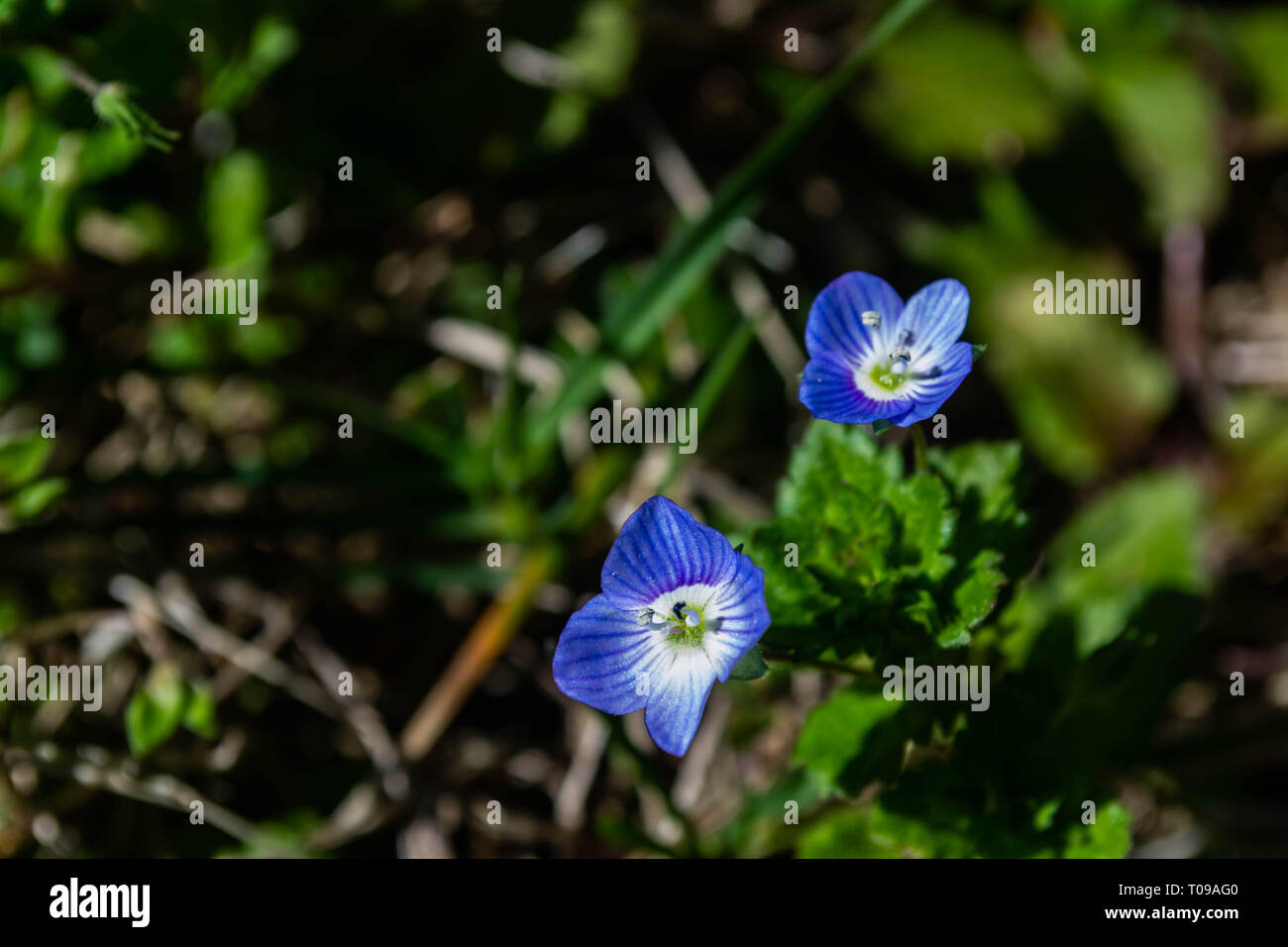 Close up de petites fleurs bleu au début du printemps Banque D'Images