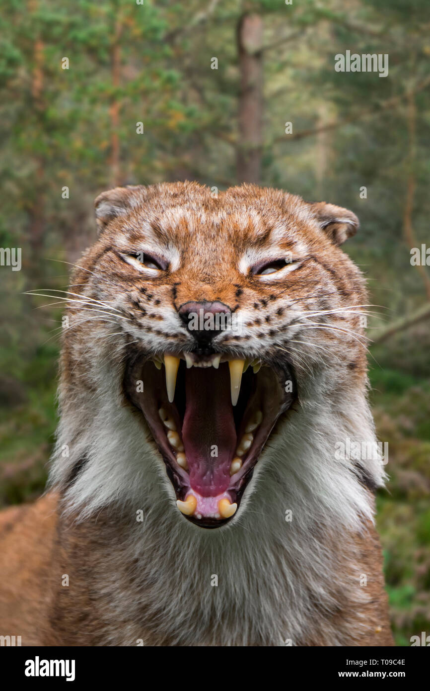 Portrait d'un sifflement lynx boréal (Lynx lynx) avec les oreilles aplaties montrant les dents et de longues canines en bouche ouverte dans la forêt Banque D'Images