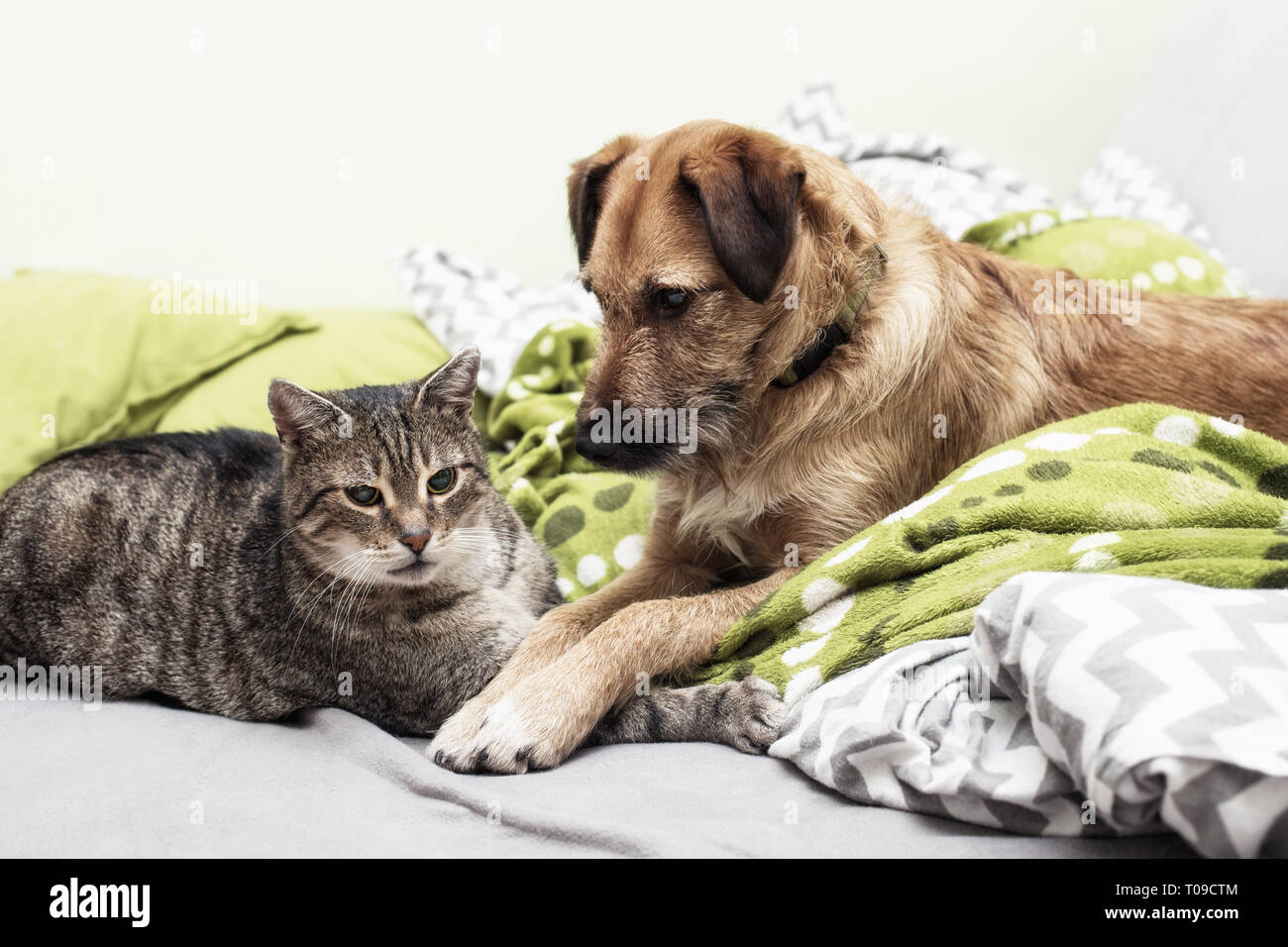 Chien Et Chat Jouer Ensemble Photo Stock Alamy