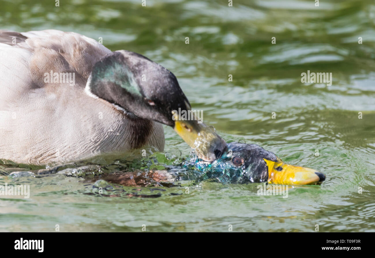 Paire de Drake les Canards colverts (Anas platyrhynchos) se battre avec un autre sur l'eau, poussant sa tête sous l'eau en hiver dans la région de West Sussex, UK. Banque D'Images