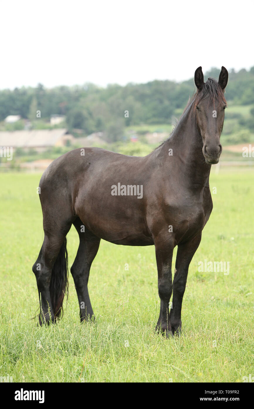 Cheval frison debout sur le pâturage vert Banque D'Images