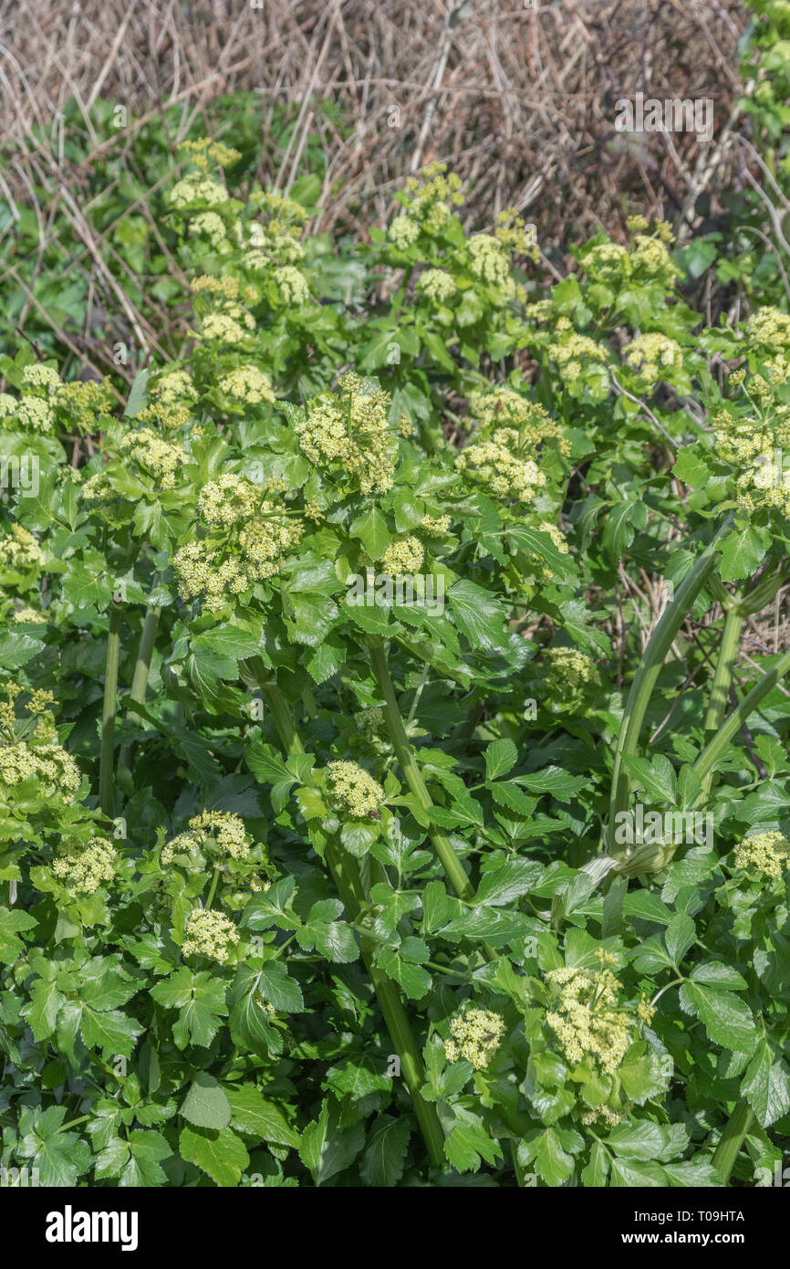 Patch d'Alexanders Smyrnium olusatrum / haie à Cornwall. Alexanders est une nourriture nourriture, une fois la production de nourriture, un Umbellifer, & une partie de la famille de la carotte Banque D'Images