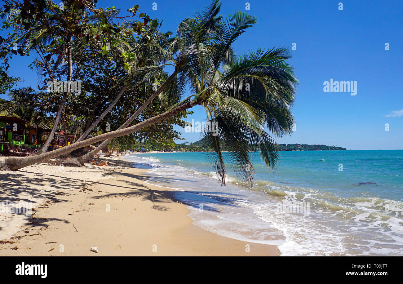 Crooked palmier, Lamai Beach, Koh Samui, Golfe de Thailande, Thaïlande Banque D'Images