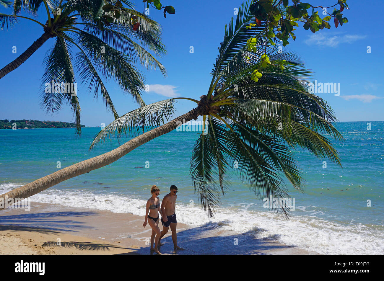 Couple à un palmier, Lamai Beach, Koh Samui, Golfe de Thailande, Thaïlande Banque D'Images