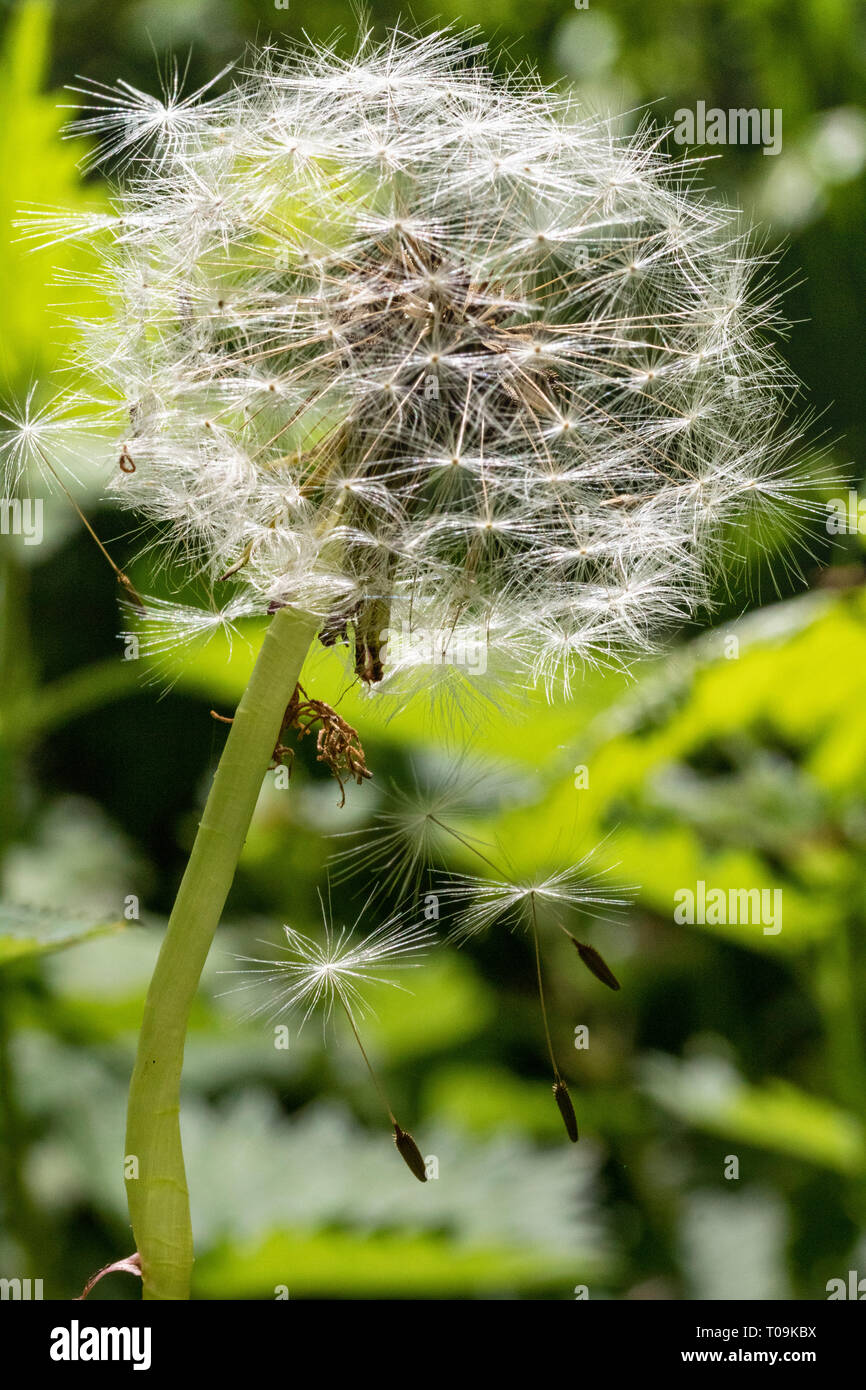 Close up Detail d'une fleur de pissenlit (tête d'ensemencement Taraxacum officinale) montrant la dispersion par le vent Mécanisme sur semences individuelles. Banque D'Images