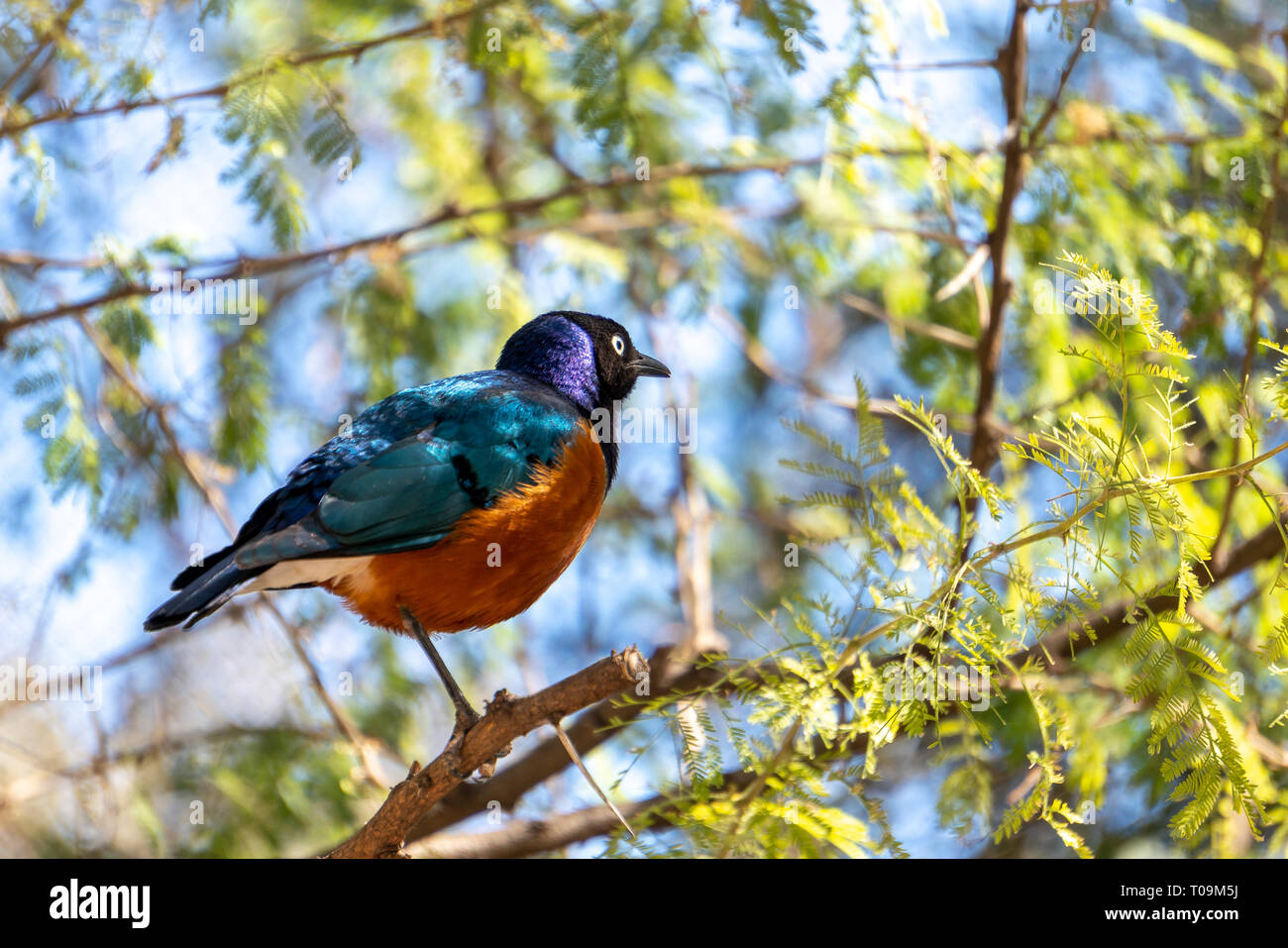 VALENCIA, Espagne - 26 février : Superbe Spreo Starling (Lamprotornis superbus) au Bioparc de Valence Espagne le 26 février 2019 Banque D'Images