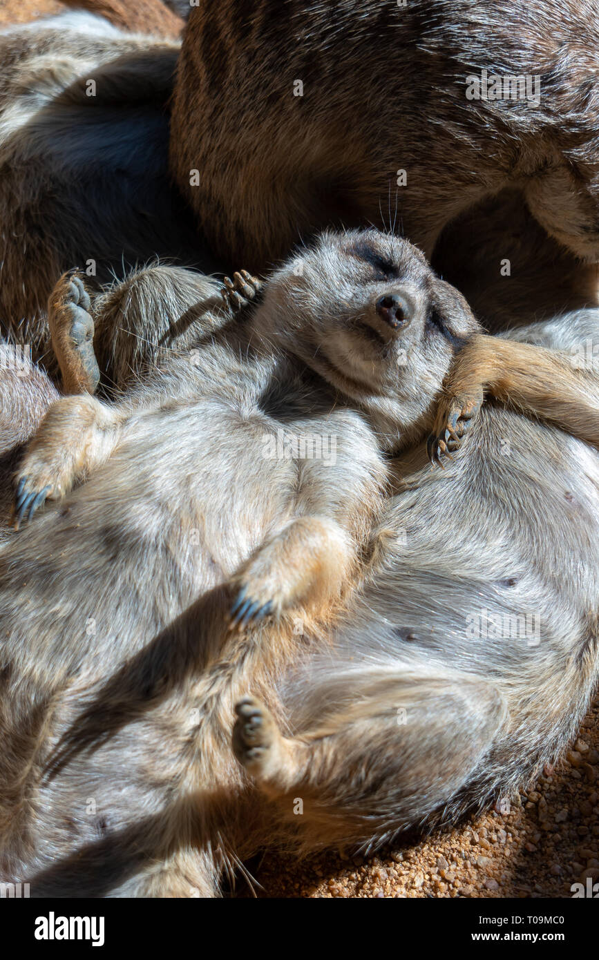 VALENCIA, Espagne - 26 février : Les suricates au Bioparc de Valence Espagne le 26 février 2019 Banque D'Images