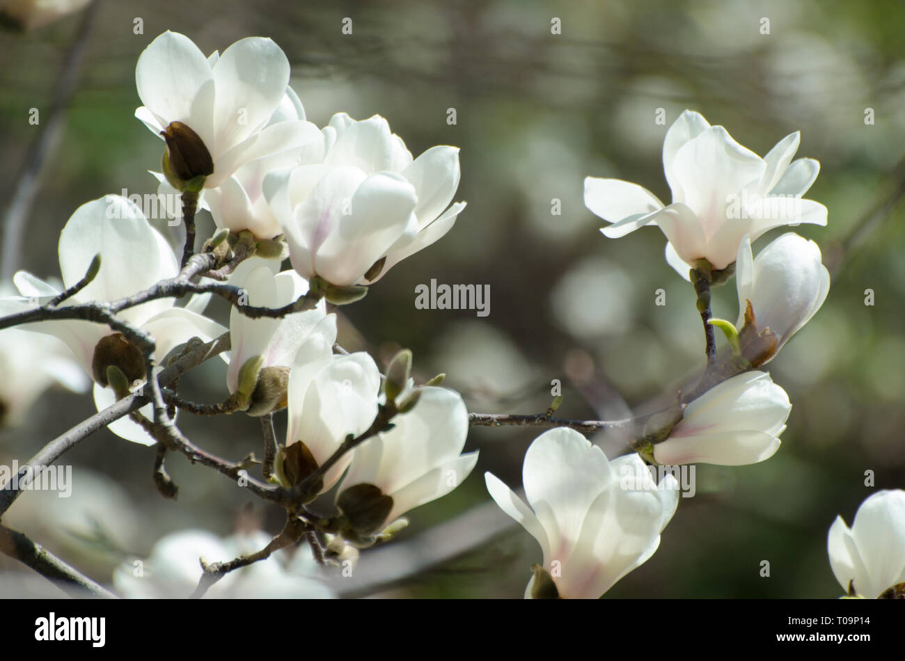 Belle magnolia arbre en fleurs au printemps. Jentle fleur de magnolia blanc contre la lumière au coucher du soleil. Banque D'Images