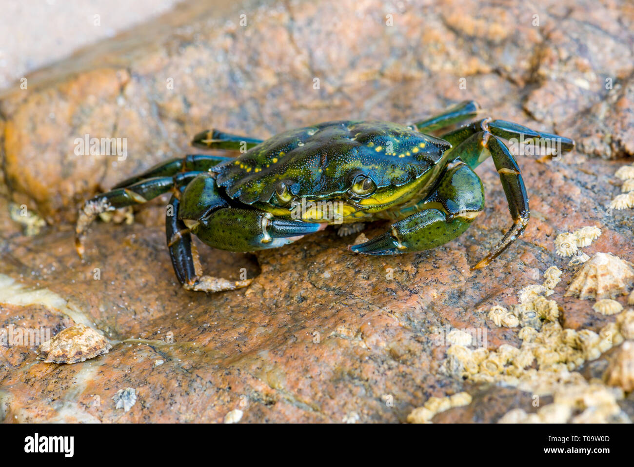 Close up d'un crabe vert sur les roches Banque D'Images