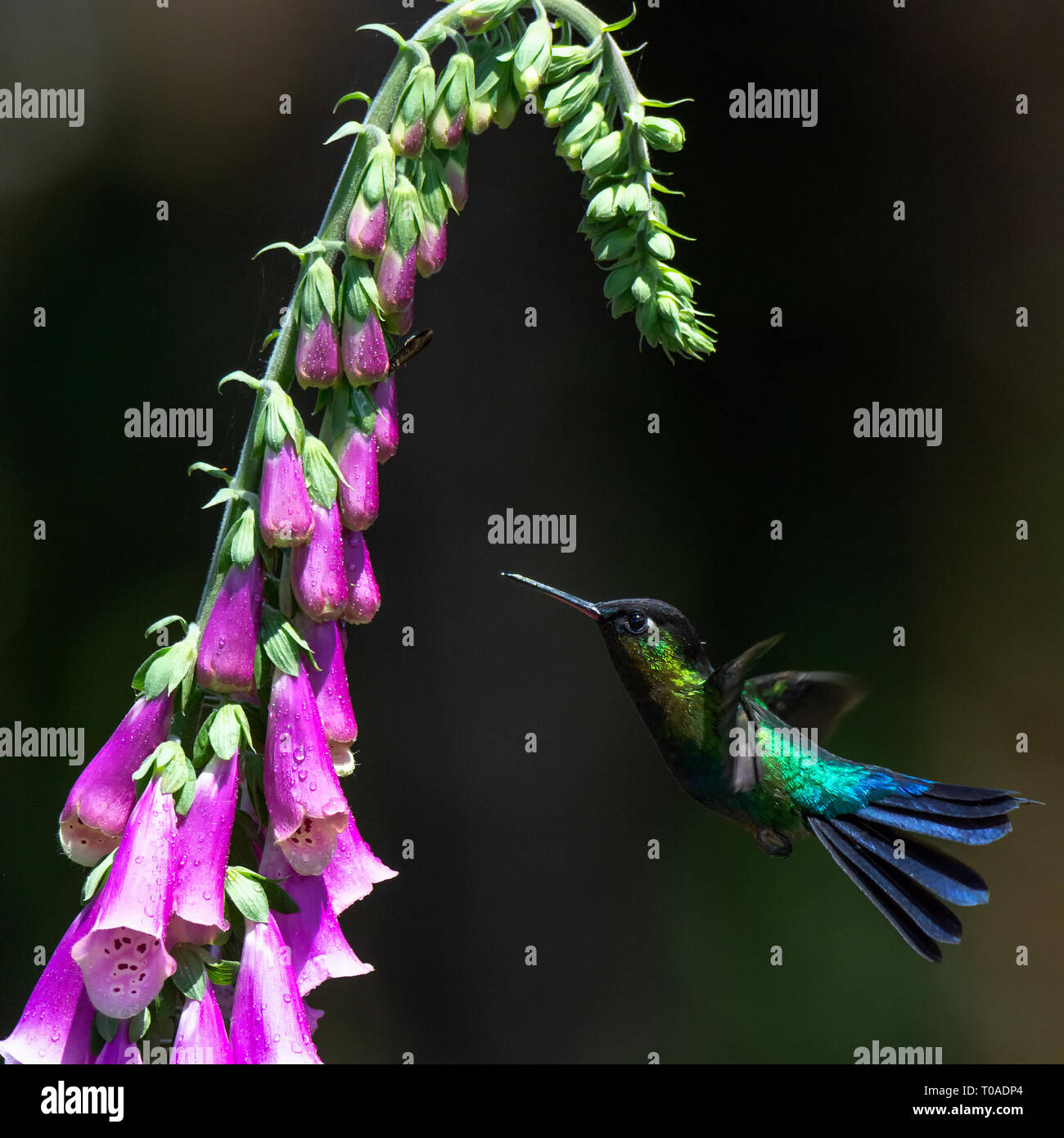 En venant d'en bas un colibri à gorge rubis se met en position pour un verre de nectar Banque D'Images