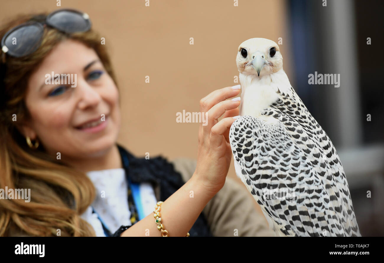 Femme avec hawk l'Arabie Saoudite Banque D'Images