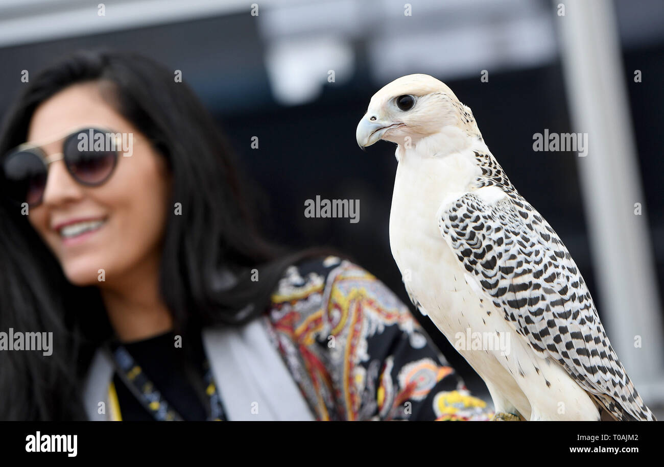 Femme avec hawk l'Arabie Saoudite Banque D'Images