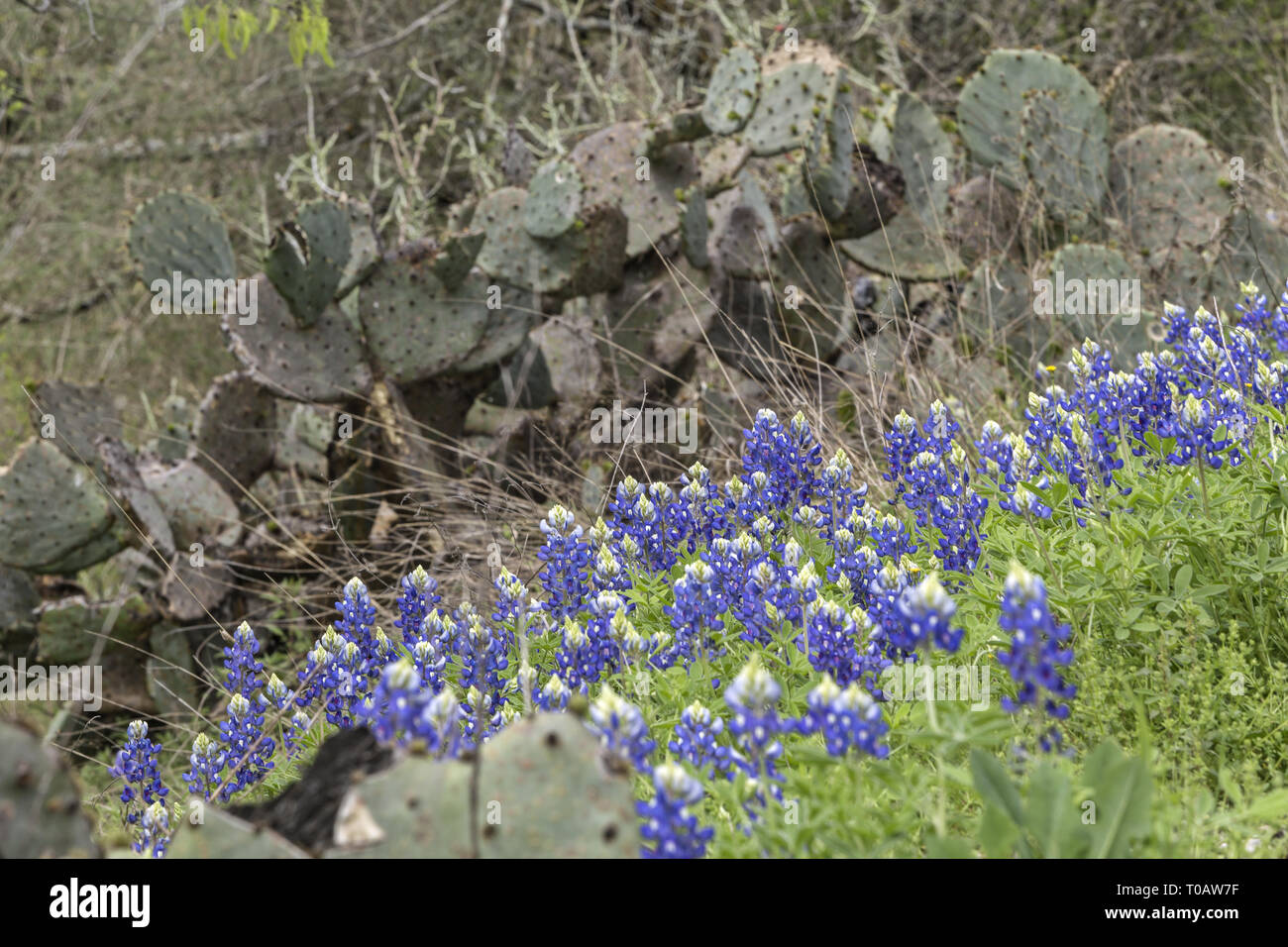 Grappes de fleurs Bluebonnet devant un cactus au Texas, États-Unis. Fleurs sauvages du printemps épanouies près d'une plante de figue de Barbarie dans la campagne. Banque D'Images