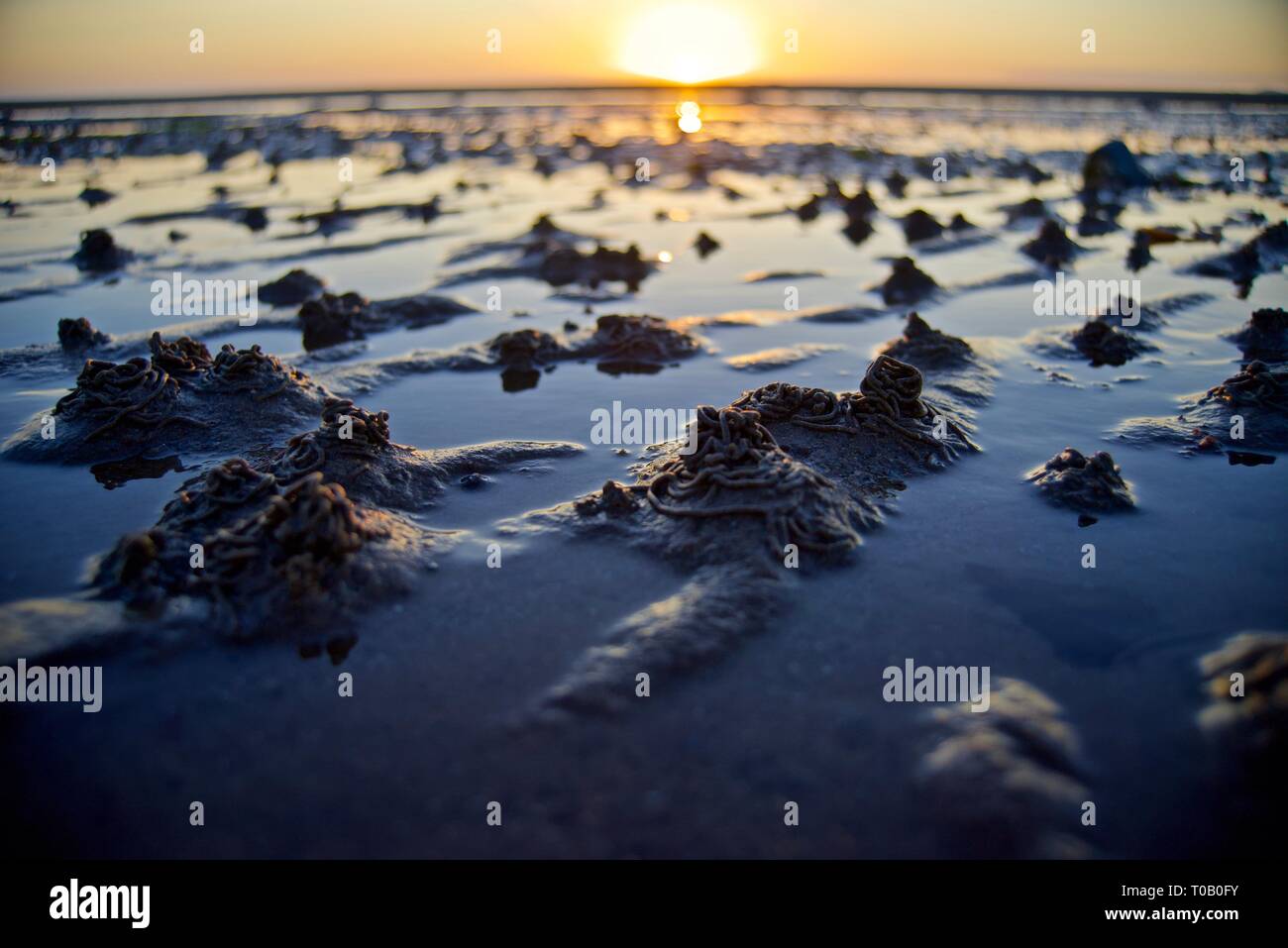 Lugworm ou Lug jette sur une plage au crépuscule, conseil informatique, Anglesey, au nord du Pays de Galles, Royaume-Uni Banque D'Images