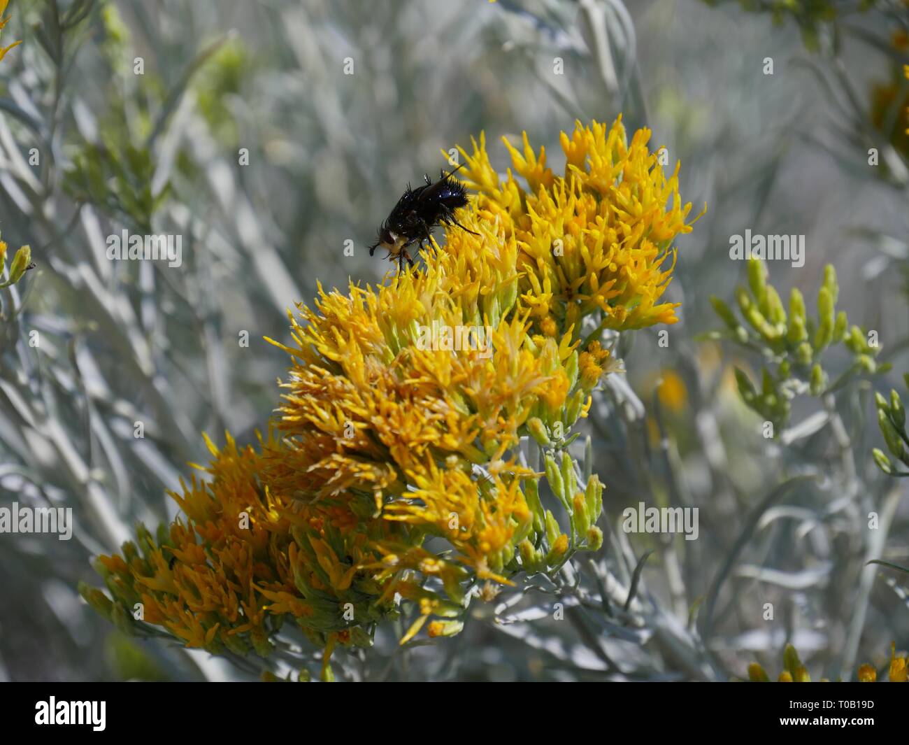 Tourné vers le haut d'une abeille de sucer le nectar des grappes de fleurs jaunes dans un jardin, avec arrière-plan flou Banque D'Images