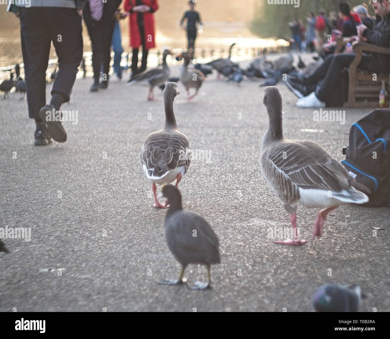 London, Royaume-Uni : les oiseaux et les hommes dans le parc de St James, dans l'après-midi. Banque D'Images