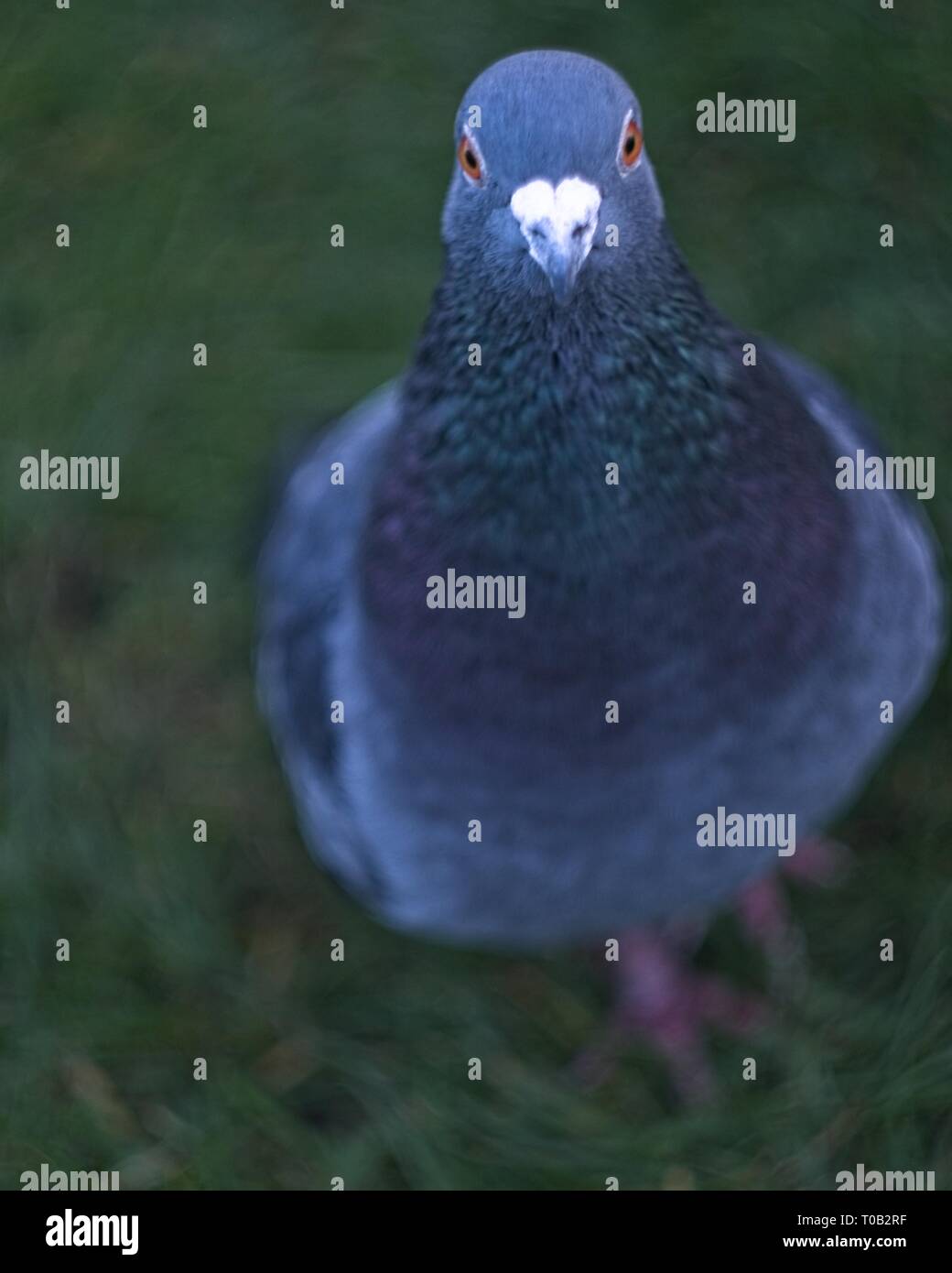 London, Royaume-Uni : drôle, curieux pigeon dans le parc de St James. Banque D'Images