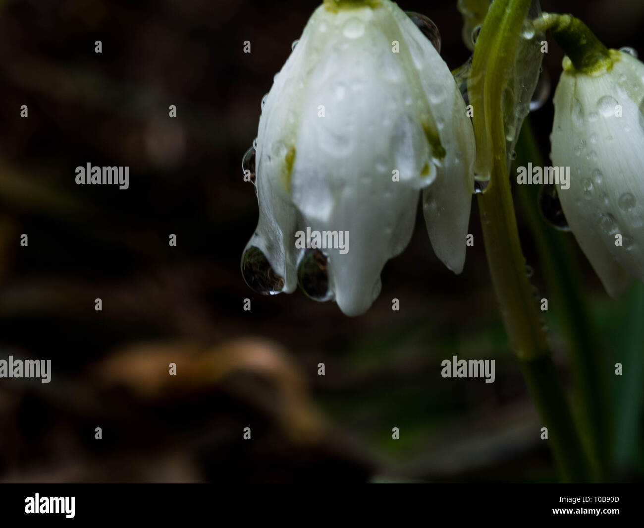 Premières fleurs, avec macro goutte d'eau sur les perce-neige de printemps feuilles fleurs en forêt, selective focus avec bokeh Banque D'Images