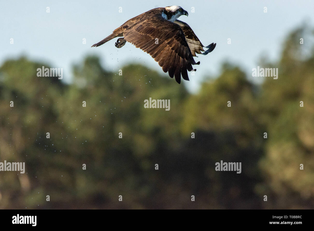 Osprey en plein vol, Murrelles Inlet en Caroline du Sud, USA Banque D'Images