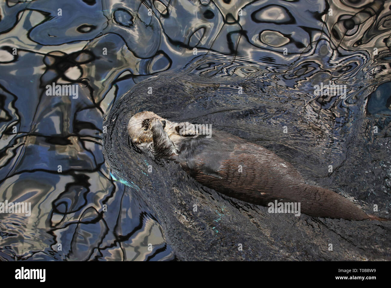 Une loutre de mer se gratter la tête à l'Oceanário de Lisboa à Lisbonne, Portugal Banque D'Images