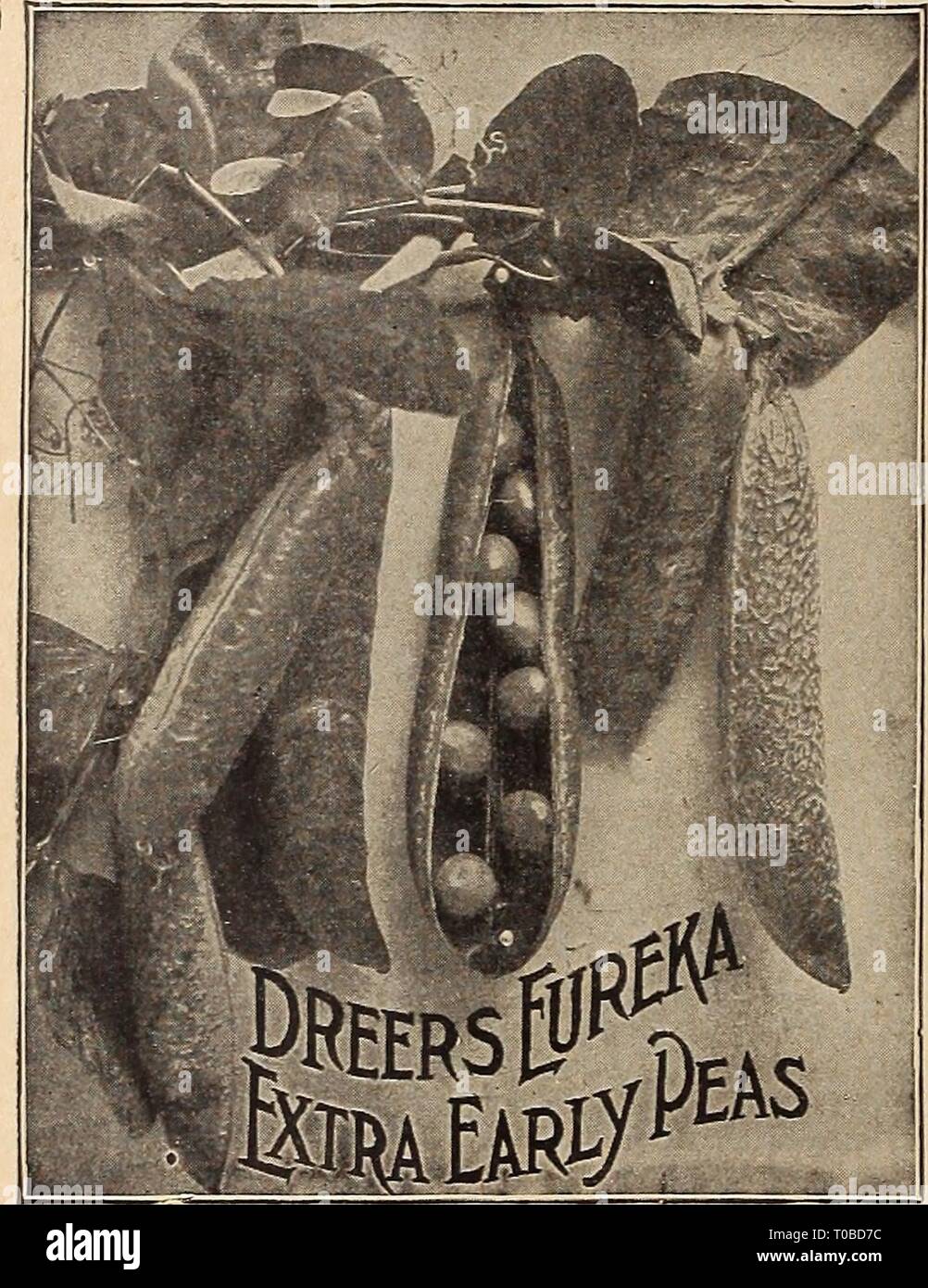 Dreer's garden book 1920 (1920) le jardin de Dreer 1920 livre dreersgardenbook1920henr Année : 1920 20 HENRTADREER NIIAKLPHIA ^RELIABLEVtCETABLE-M-m SEEDS Stylos, Fr. Une livre de petits pois planteront environ cinquante pieds de CMcaros Oinsantes forage o, Sp. L'abondance. Les gousses contiennent 6 à 8 Pois ridé, et mûrissent environ une semaine après les premiers types ; lieight, li pieds. Par express ou de marchandises, à ses frais, lb, 40 cts. ; 2 lb, 70 cts. (Si par colis postal ajouter comme indiqué en haut de la page) ; 10 lbs., $3.00. Variateur d'avance. Une deuxième variété précoce fiable ; prolifiques, bien rempli, gousses long, tendre et deliciou Banque D'Images