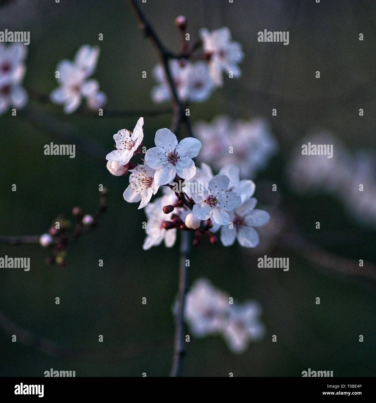 London, Royaume-Uni : tree blossom dans Hyde Park, en février. Banque D'Images
