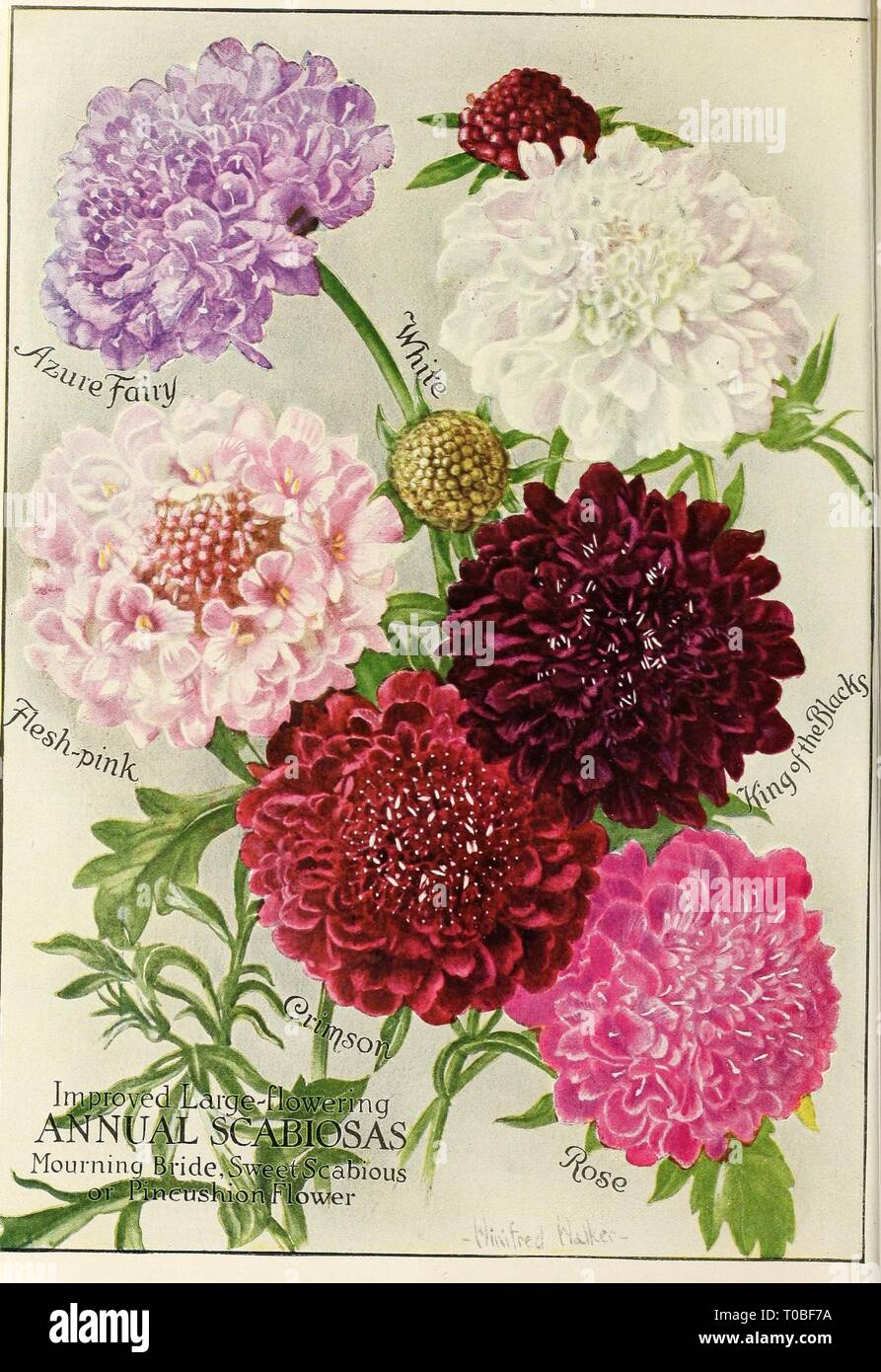 Dreer's garden book 1922 (1922) le jardin de Dreer 1922 livre dreersgardenbook1922henr Année : 1922 Banque D'Images