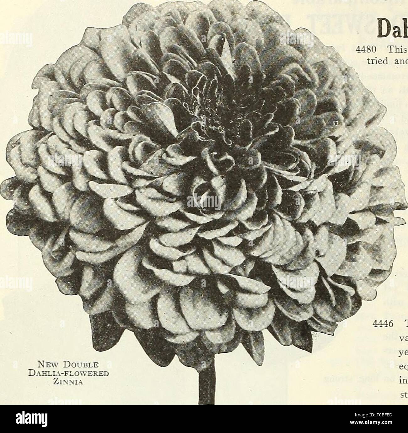 Dreer's garden book 1923 (1923) Banque D'Images