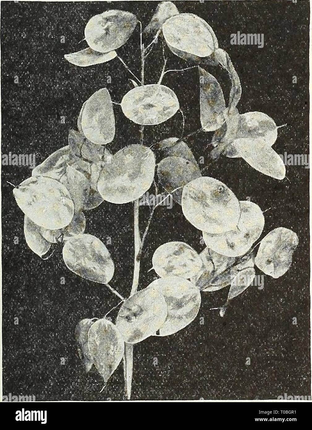 3 variétés différentes de /"Sweet Heliotropium l/'usine de Graines à Choisir