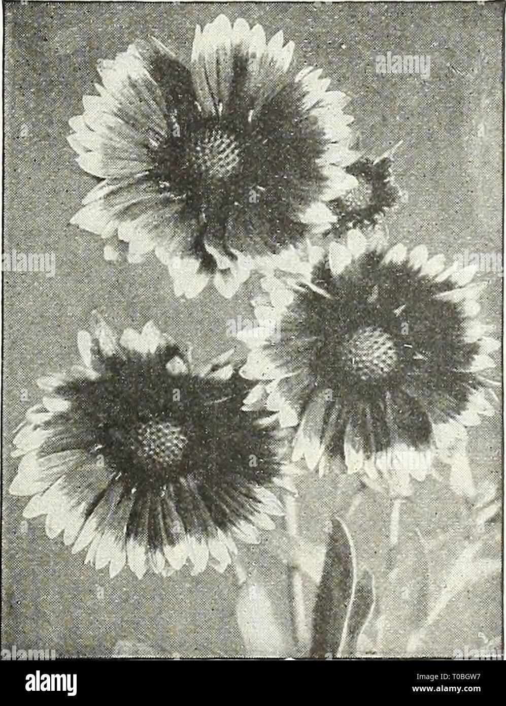 Dreer's garden book 1922 (1922) le jardin de Dreer 1922 livre dreersgardenbook1922henr Année : 1922 Banque D'Images