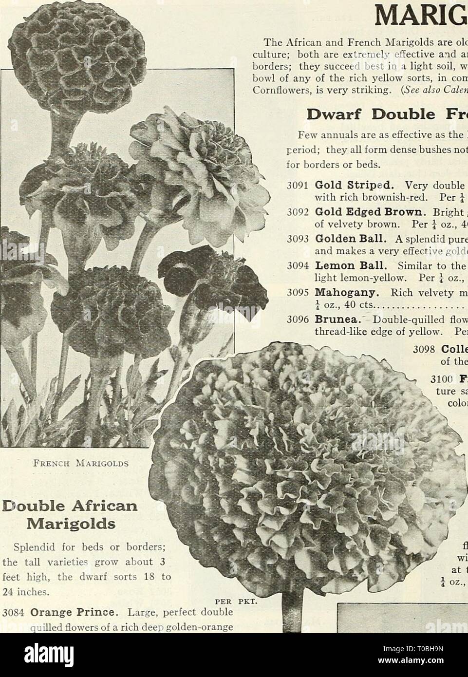 Dreer's garden Book (1926) Dreer's garden book 1926 dreersgardenbook1926henr Année : 1926 flEHPJ AJBEElLfgaif ^96^^ lMJEbid.||M^rtikt.^^ La Hl ŒILLETS d'Œillets d'Africains et français sont vieux favori gratuitement-floraison fleurs annuelles de culture facile ; les deux sont très efficaces et sont bien adaptées pour de grands lits ou mixtes frontières ; ils réussissent mieux dans un sol léger, complet avec l'exposition à l'^-soleil. Un vase ou un bol de l'un des sortes jaune riche, en combinaison avec quelques Larkspurs bleu ou barbeaux, est très frappant. Voir aussi {Tagcles et Calendulas.) Double Nain quelques soucis français sont comme des annuelles Banque D'Images